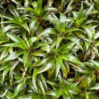 Hedyotis gardneri Thwaites